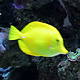 Marine Aquarium - VideoHive Item for Sale