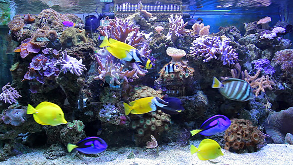 Marine Aquarium