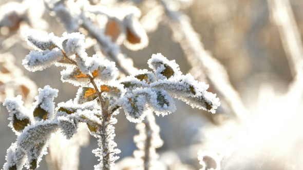 Briar Berries With Hoarfrost in Frosty Day 