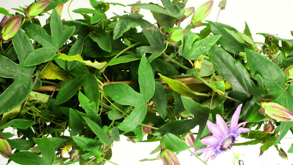 Passiflora Growing 6