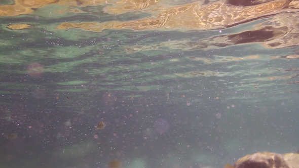 Snorkel Park Cancun Mexico Fish 8 alt