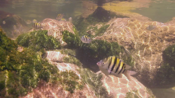 Snorkel Underwater Caribbean Beach Mexico 8 alt