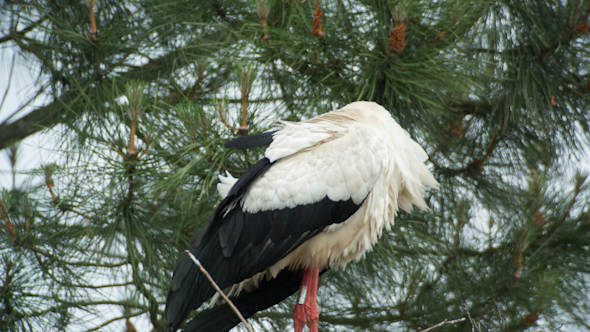 Storks Birds Nesting Park Water 2 alt