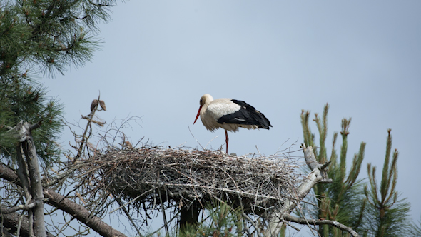 Storks Birds Nesting Park Water 7