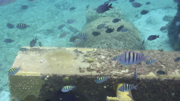 Underwater Snorkeling In Mexico 10