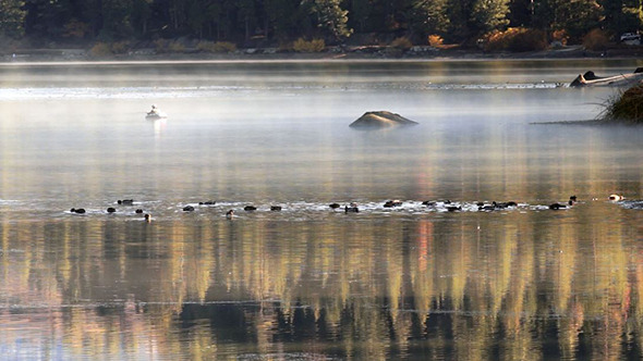 Wildlife Diving for Food and Fisherman Hume Lake