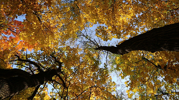 Autumn Tree Tops