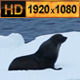 Fur Seal on Ice Floes Antarctica - VideoHive Item for Sale