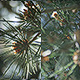 Pine Needles - VideoHive Item for Sale
