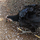 Black Chicken Eating Seeds - VideoHive Item for Sale
