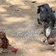 Chickens Eating Seeds - VideoHive Item for Sale