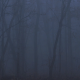 Scary Forest with Fog - VideoHive Item for Sale
