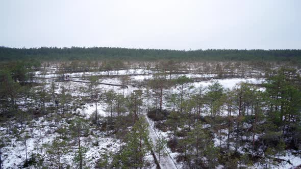 View of Viru bog from Observation tower in winter. Hiking in bogs is popular among Estonians. People