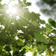 Sun Through Leaves - VideoHive Item for Sale