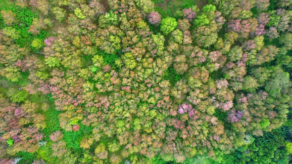 Drone fly over Wild Himalayan Cherry Blossom (Prunus cerasoides)