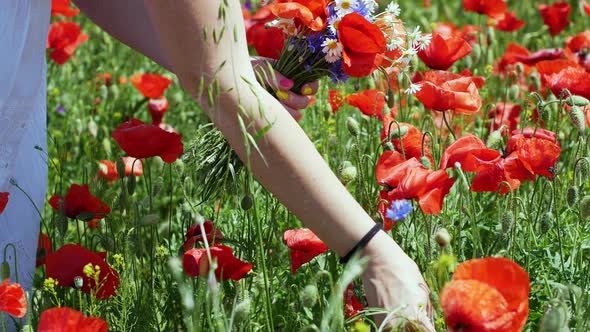 A girl in a white dress collects flying flowers in the field. Girl with a bouquet