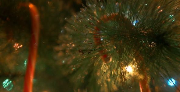 Christmas Cane on The Christmas Tree 2