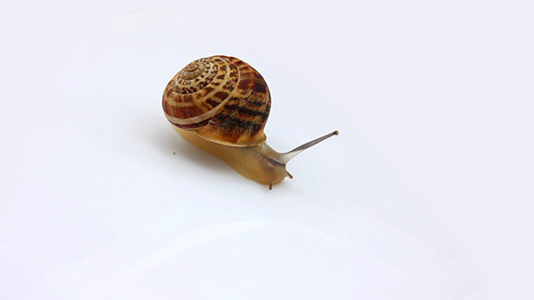 Snail Moving On White
