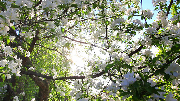 Sun Shining Through Blossom Apple Tree Branches