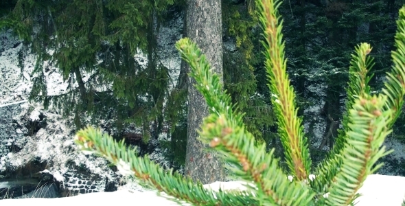 Christmas Pine Tree Intro
