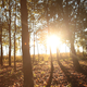 Forest in Autumn 2 - VideoHive Item for Sale