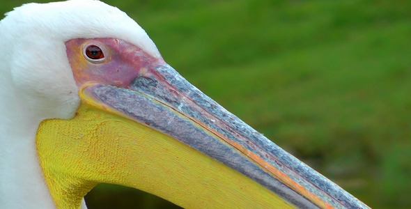 Pelican in Nature 2