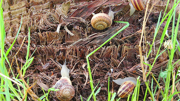 Snails In Grass