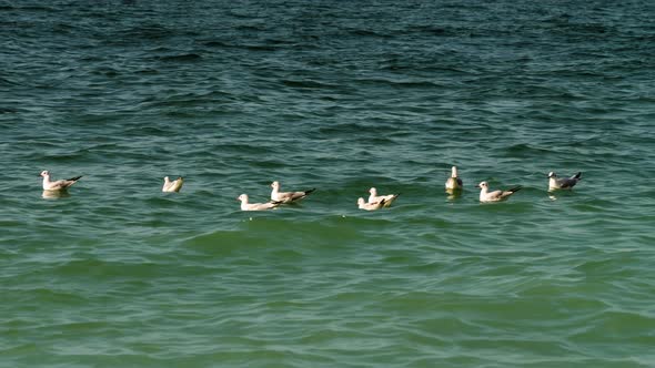 Seagulls are floating in the sea