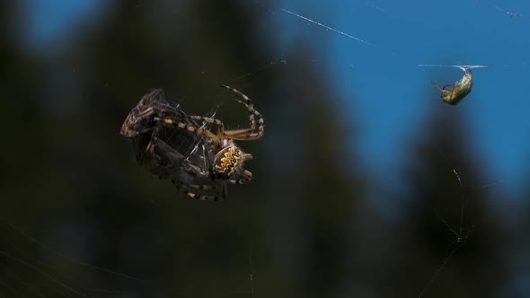 A Spider Weaves Its Prey Into a Cocoon on a Blurred Green Background