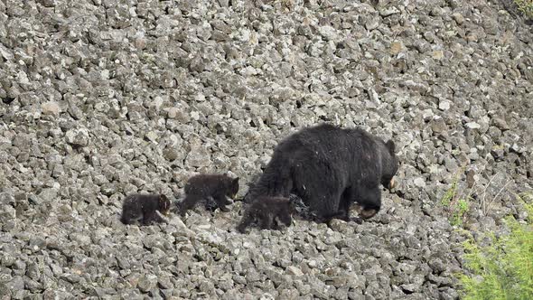 Mother black bear leading her cubs across rocky hillside in the wild
