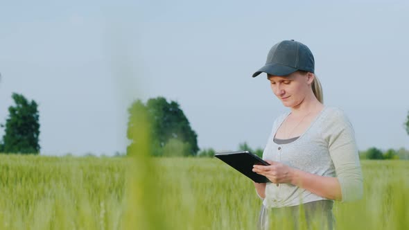 Side View of Woman Farmer with Tablet in Hand Stands on Green Wheat Field