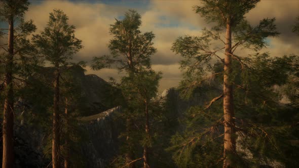 Fog and Pine Trees on Rugged Mountainside and Coming Storm alt