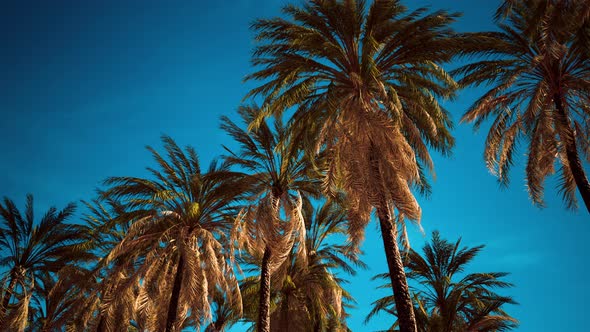 Coconut Palm Trees on Blue Sky alt