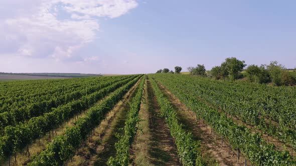 Closeup to the Camera Through the Vineyard Field Taking Video Closeup Concept of Agriculture and