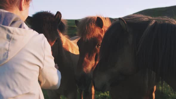 Young Woman Stroking a Horses in Iceland in Sun Light