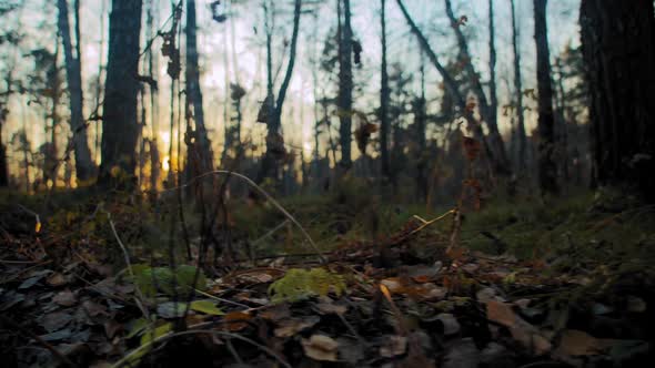 Dry Grass Against Forest at Sunset