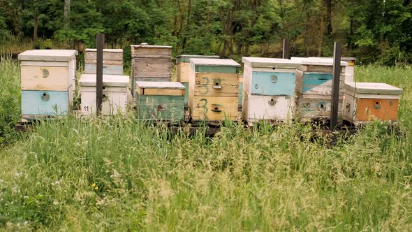 Wooden Bee Houses with Many Bees Flying in and Out