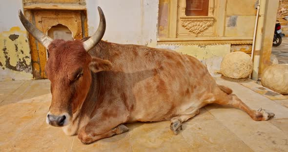 Holy Animal Carefree Indian Cow Lying Resting on the Street of Jaisalmer. Rajasthan, India
