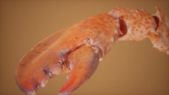 Lobster Claw in Macro