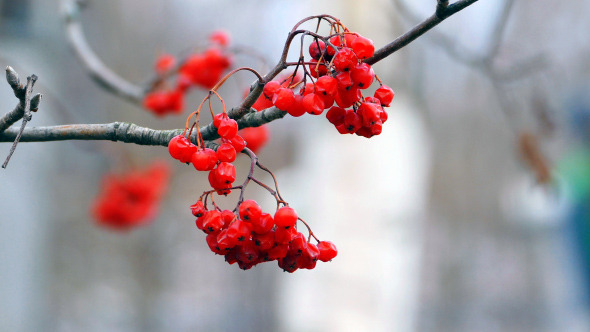 Field-Ash Tree With Bright Red Berries