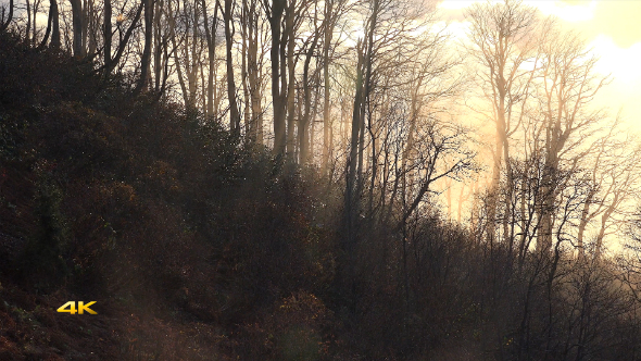 Mist and Vapor in the Woods 2 alt