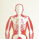 Human Anatomy - GraphicRiver Item for Sale