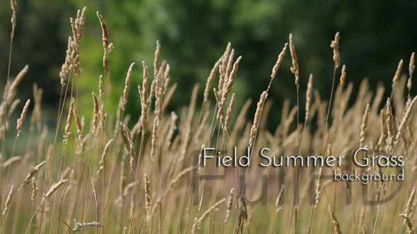 Summer Field Grass