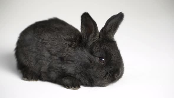 Rabbit or Bunny on White Background