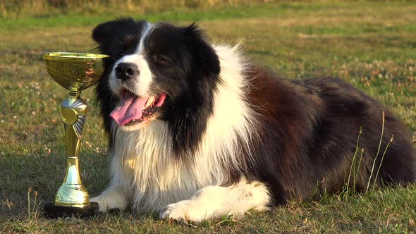 A Border Collie Lies Next To a Golden Trophy in a Meadow in a Forest - Closeup