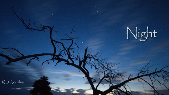 Dead Tree And Night Sky