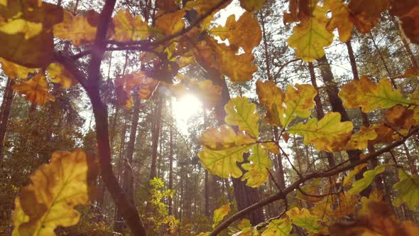 Beautiful Autumn Golden Oak Leaves in Sunlight
