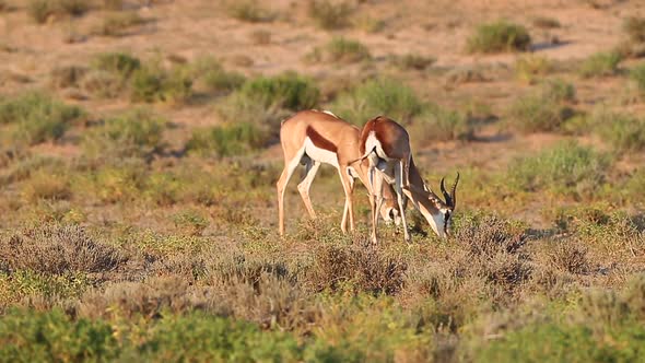 Male Springbok Antelope eating on Kalahari face very brief challenge