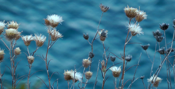 Plant and Blurry Sea Water