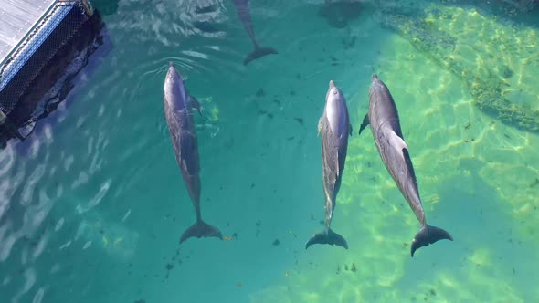 Dolphins kept in enclosed marine pen, Dolphin Island Park, Punta Cana; aerial